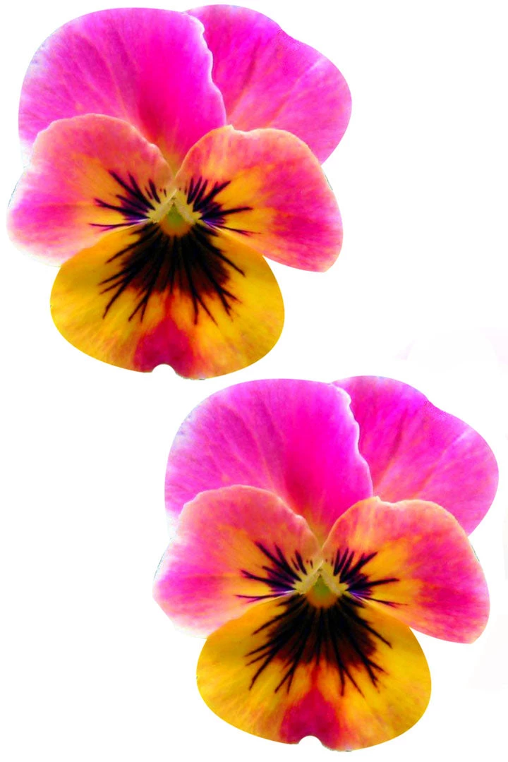 NevaNude Freaking Awesome Pink Flower Nipple Pasties Accessories 4 NevaNude Freaking Awesome Pink Flower Nipple Pasties Accessories